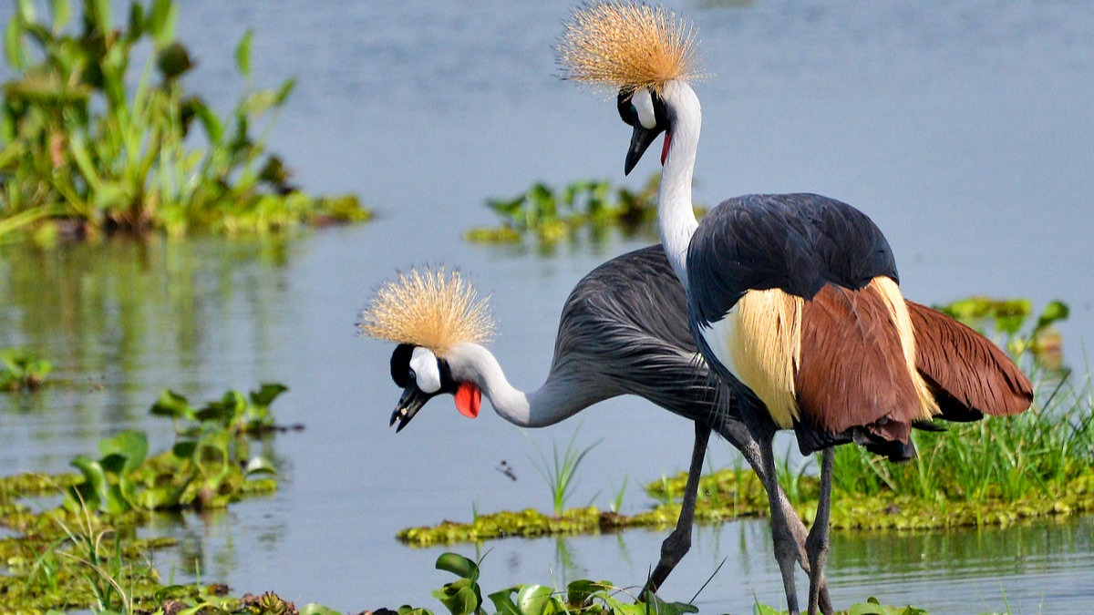 Shoebill Tracking in Mabamba Bay on Lake Victoria, Uganda - Image - 8011